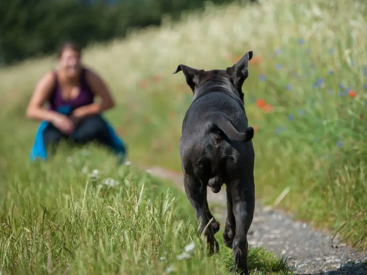 Schwarzer Hund rennt auf einem Weg, während eine Frau im Hintergrund sitzt. Perfekte Konditionierung Hund für Outdoor-Aktivitäten.