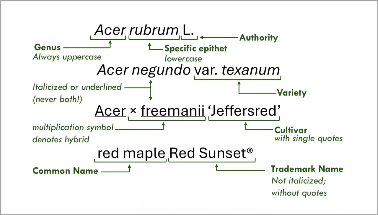 Schemat nazewnictwa roślin: gatunek Acer rubrum L., odmiana Acer negundo var. texanum, hybryda Acer x freemanii 'Jeffersred', nazwa zwyczajowa red maple Red Sunset®.