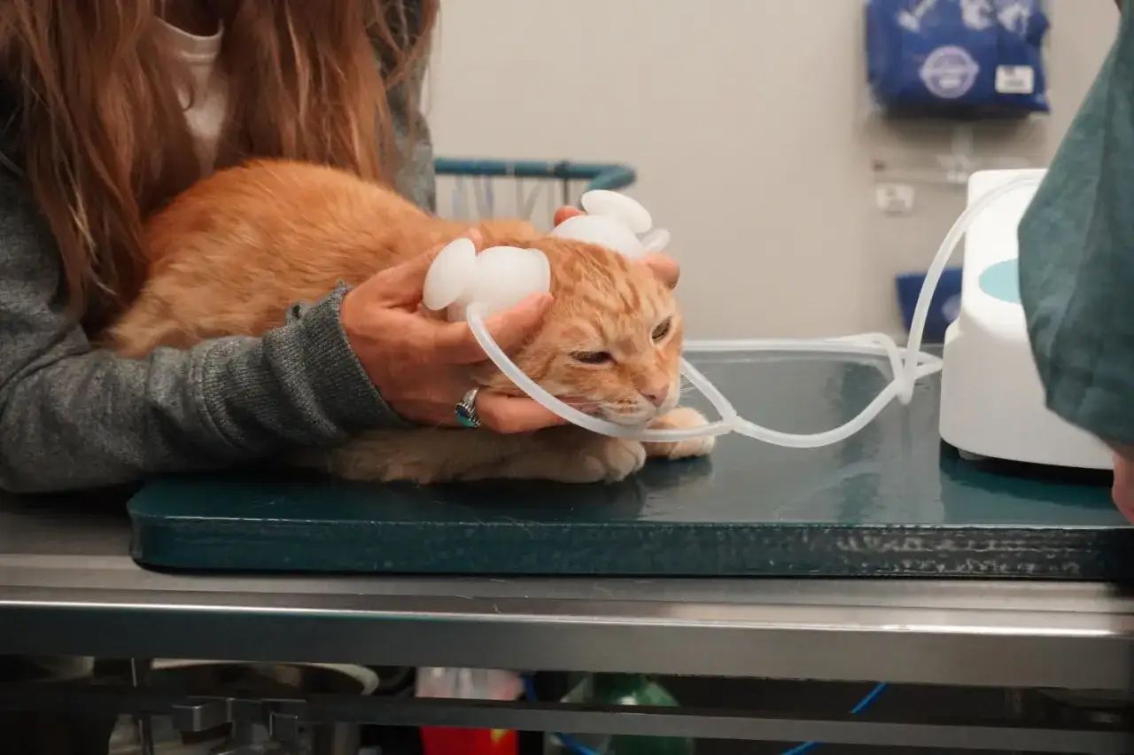 Gato naranja recibe ozonoterapia. Un veterinario aplica el tratamiento con un dispositivo de ozono.