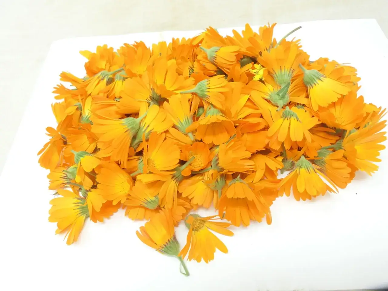 Un mucchio di fiori di calendula selvatica, arancioni brillanti, pronti per essere usati. Ecco come riconoscerla.