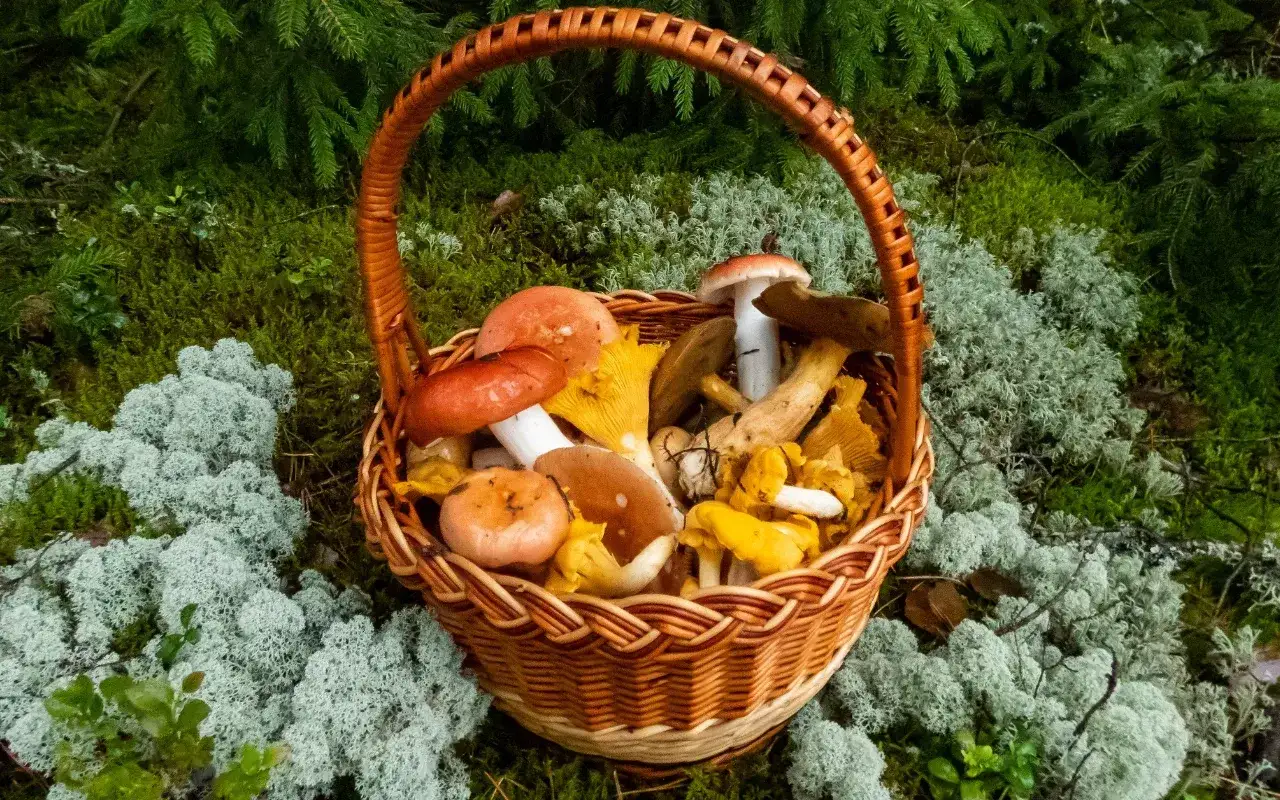 Koszyk pełen grzybów po udanym grzybobraniu śląskim. Wśród leśnych mchów i porostów widać borowiki, kurki i inne leśne skarby.