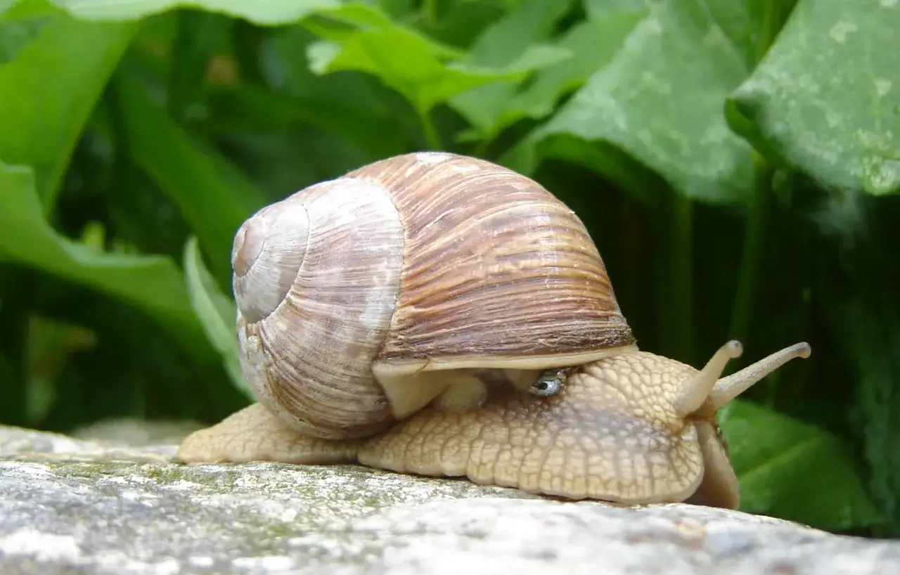 Ślimaki winniczki, Helix aspersa maxima i muller