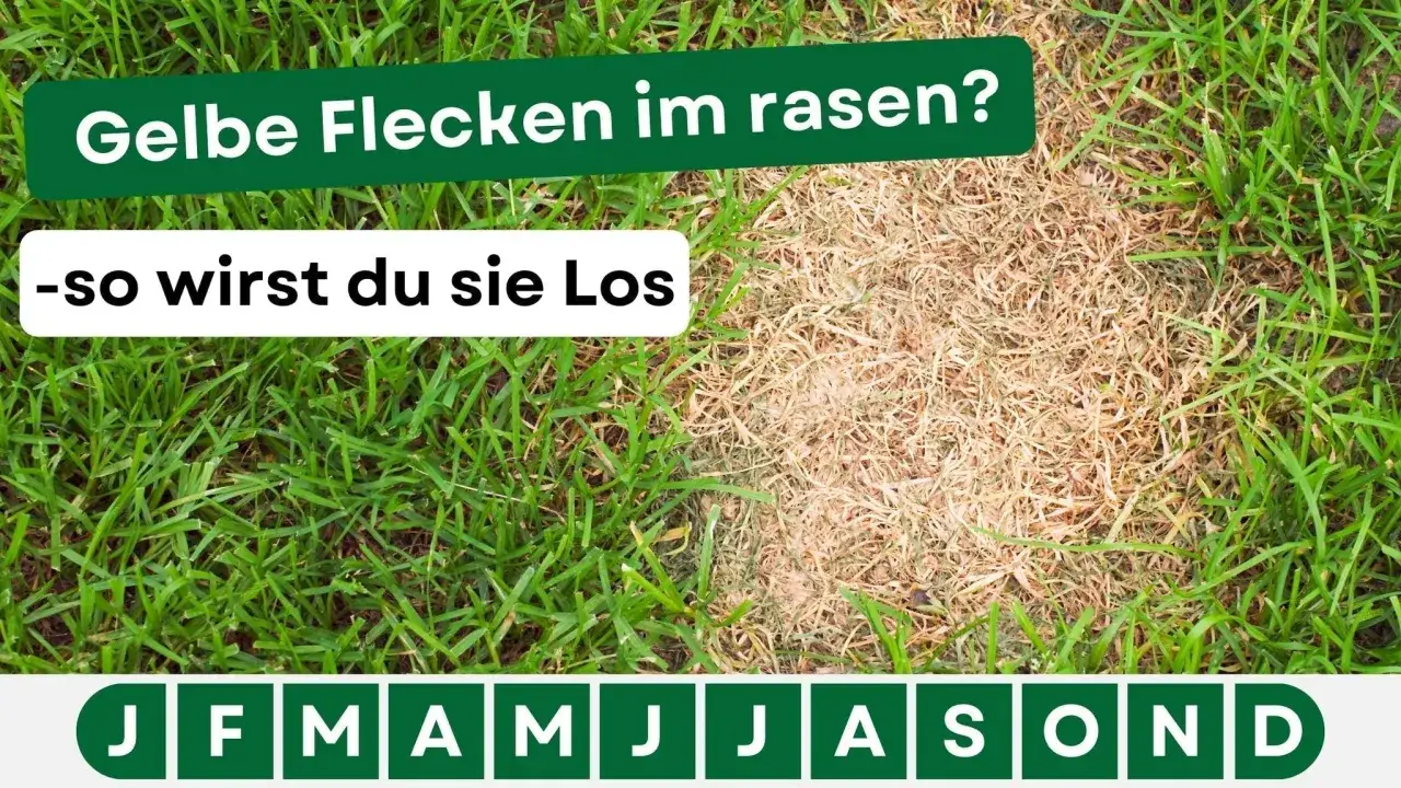 Gelbe Flecken im Rasen? So erkennst du Kalkmangel und bek&auml;mpfst ihn. Der Rasen zeigt braune, trockene Stellen.