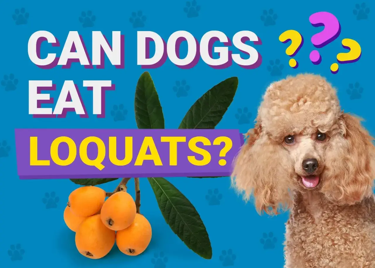 Un perro poodle mira con curiosidad un racimo de n&iacute;speros. &iquest;Pueden comer n&iacute;speros los perros?