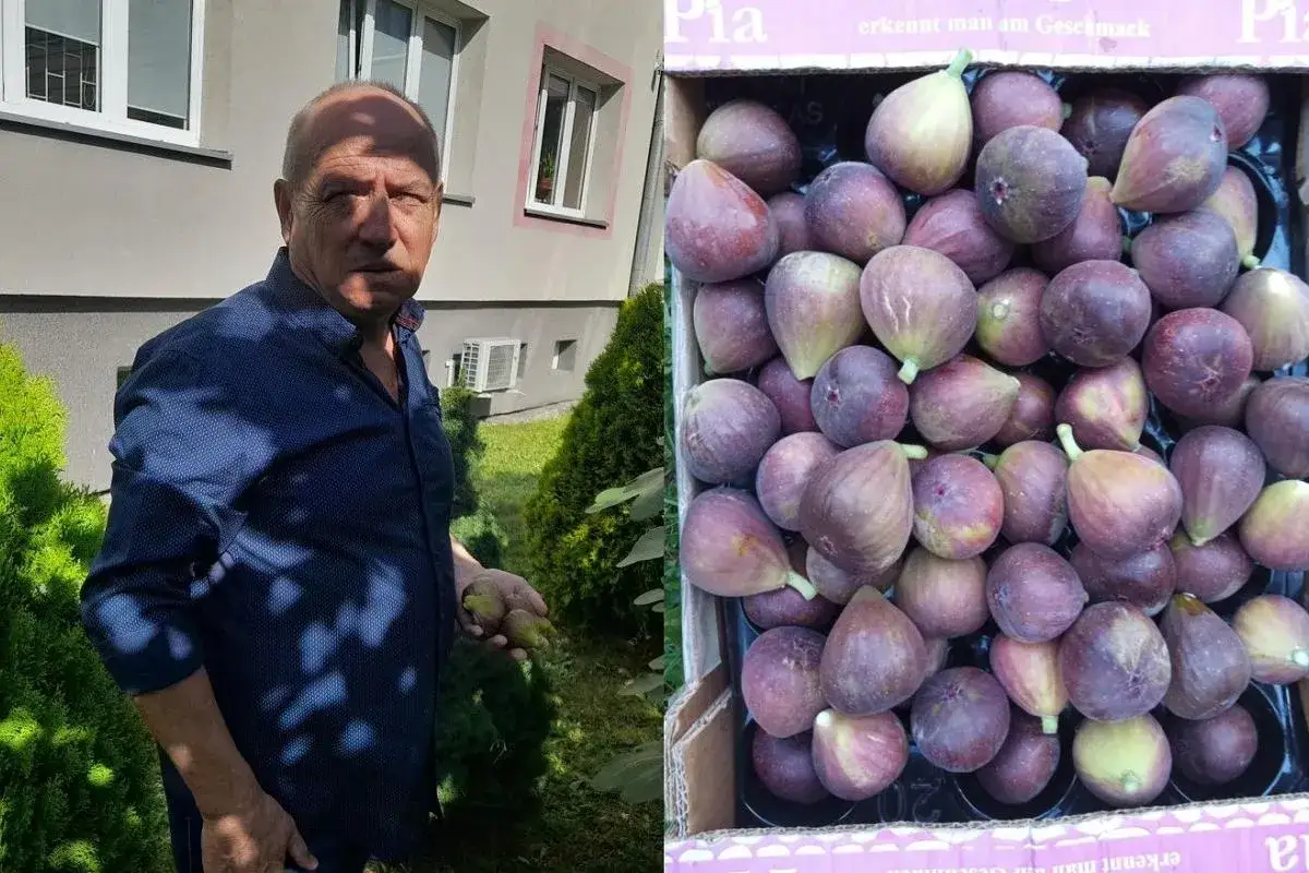 Mężczyzna trzyma świeżo zerwane figi. Obok skrzynka pełna dojrzałych owoców, dowód na to, że drzewo figowe w Polsce może obrodzić.
