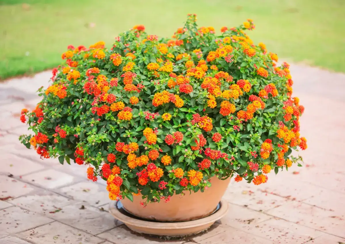 Gros buisson de fleurs orange et rouges dans une poterie, une plante en pot ext&eacute;rieur increvable qui &eacute;gaye le jardin.