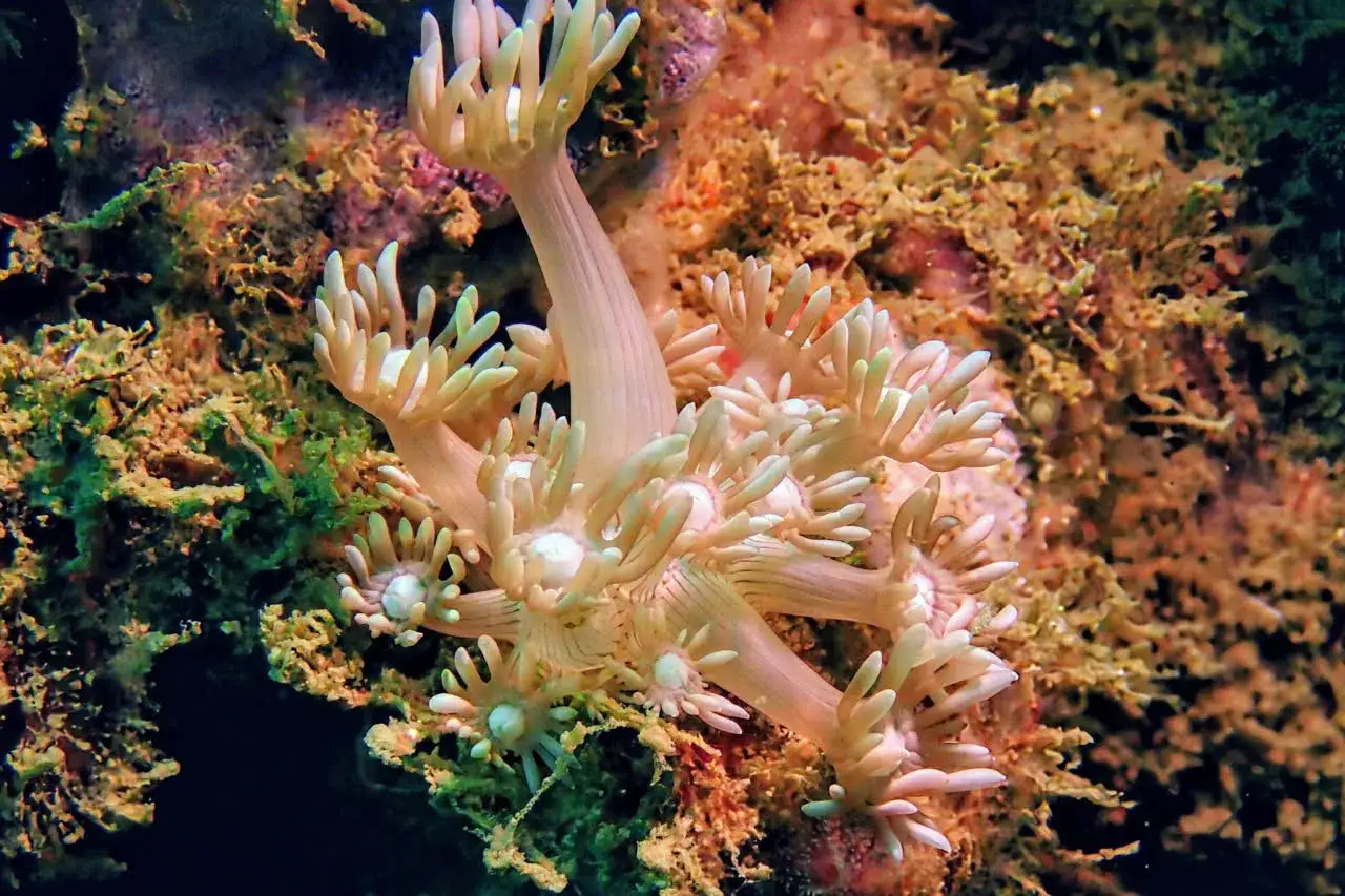 Ein Korallenpolyp mit vielen Tentakeln, der beim **Vietnam Tauchen** entdeckt wurde.