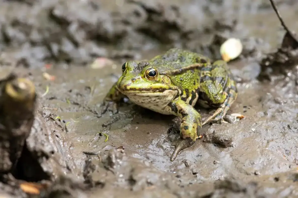 Une grenouille verte et tachetée se repose sur la boue humide de ce jardin.