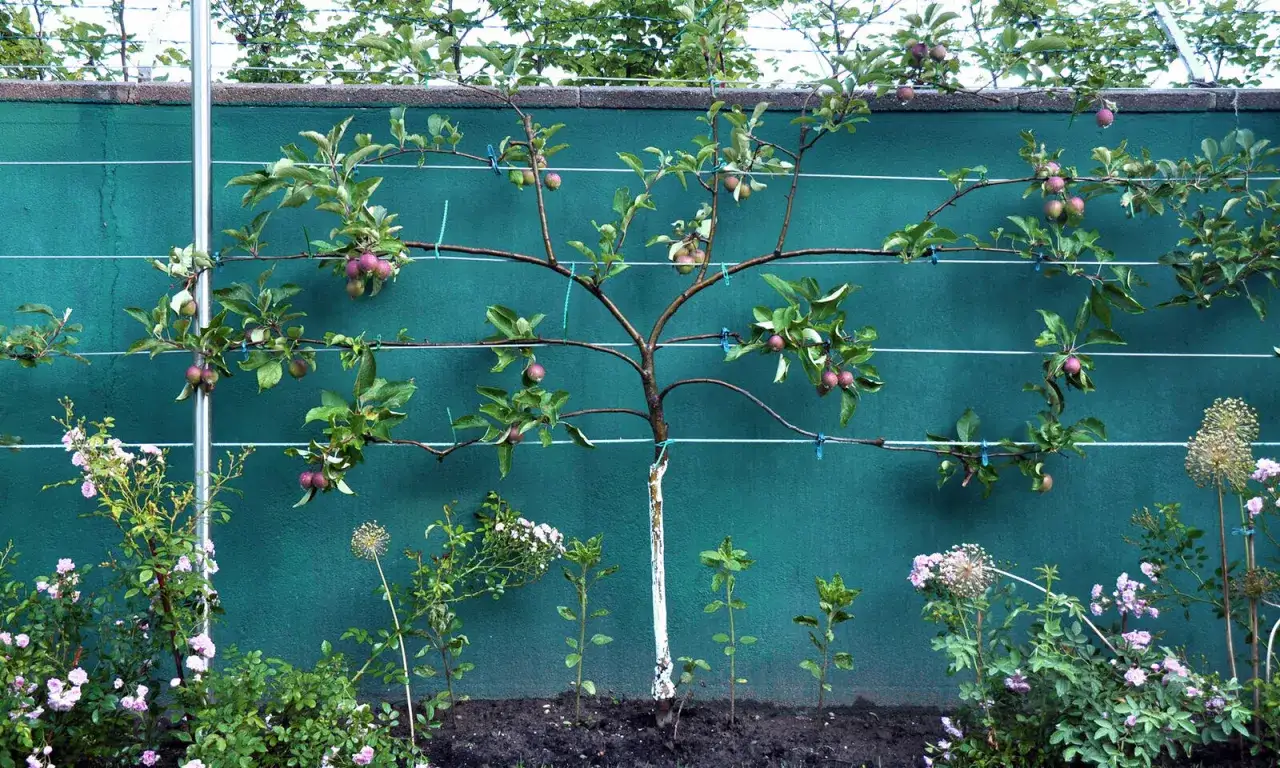 Apfelbaum in Spalierobst Formen, mit jungen Früchten und Rosen davor.