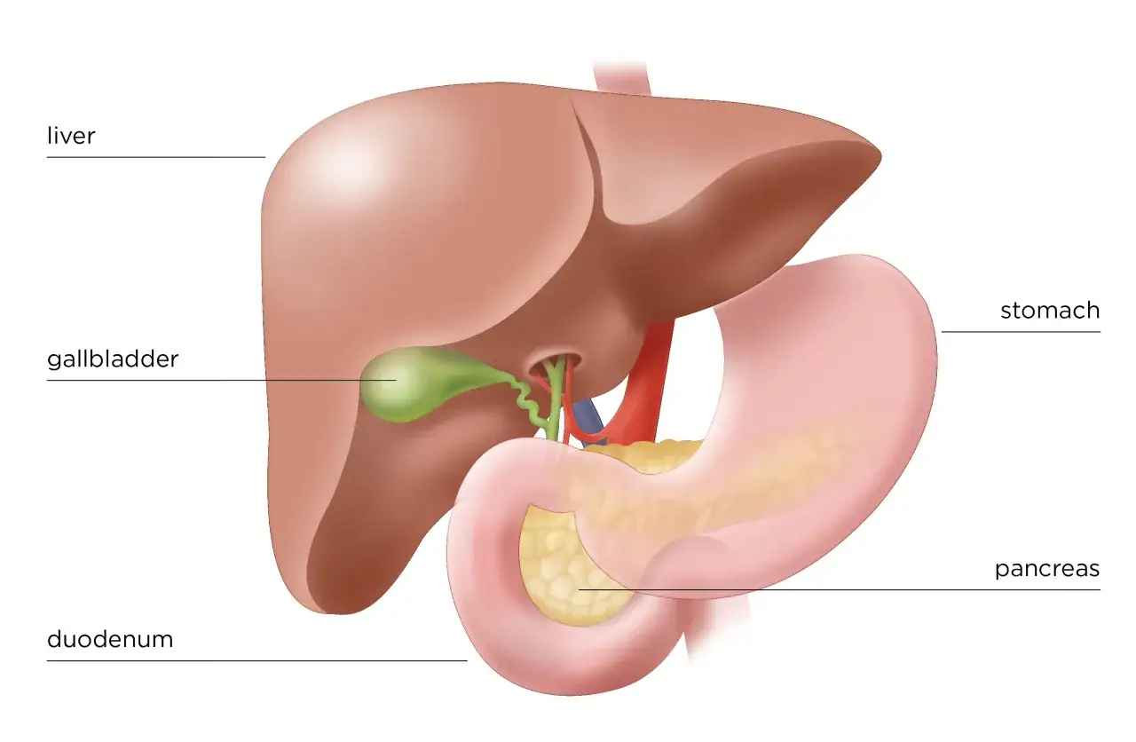 Anatomia układu pokarmowego: wątroba, pęcherzyk żółciowy, żołądek, dwunastnica i trzustka. Czasem czujemy kłucie w żołądku z powodu problemów z tymi narządami.