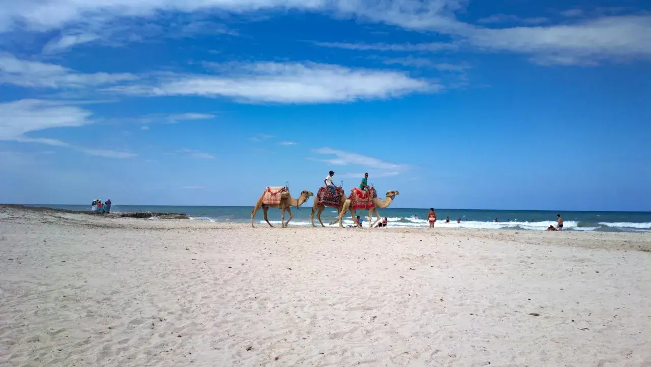Djerba plaże: wielbłądy z jeźdźcami na piaszczystej plaży, w tle błękitne morze i niebo.