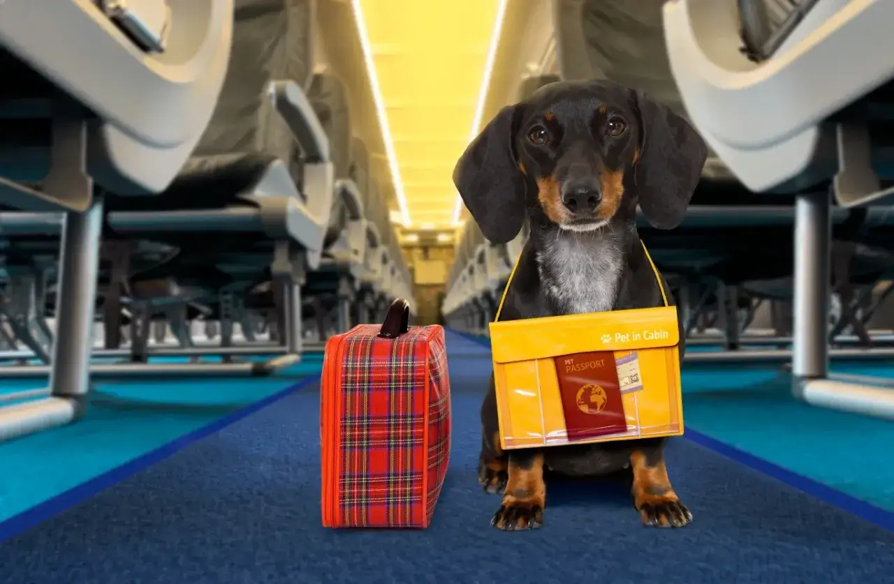 Jamnik z walizką i paszportem dla zwierząt gotowy na podróż samolotem. Ryanair przewóz psa to prosta sprawa!