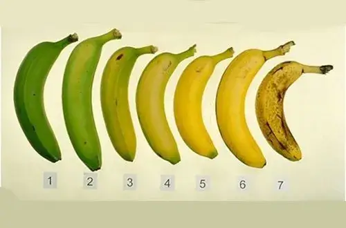 r&oacute;żne stopnie dojrzałości banan&oacute;w