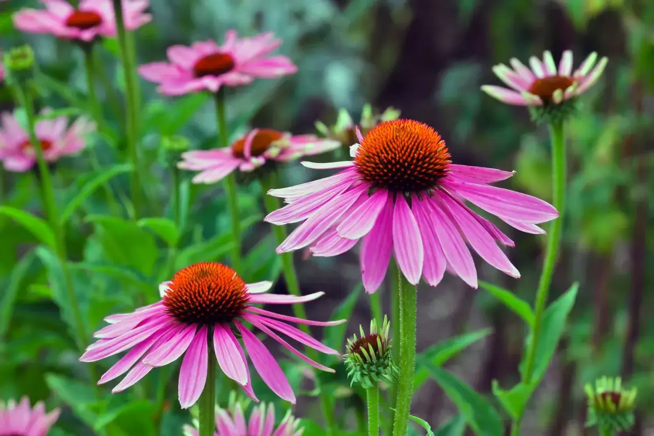 Sonnenhut giftig: leuchtend pinke Bl&uuml;ten mit orangebraunem Zentrum, umgeben von gr&uuml;nen Bl&auml;ttern.