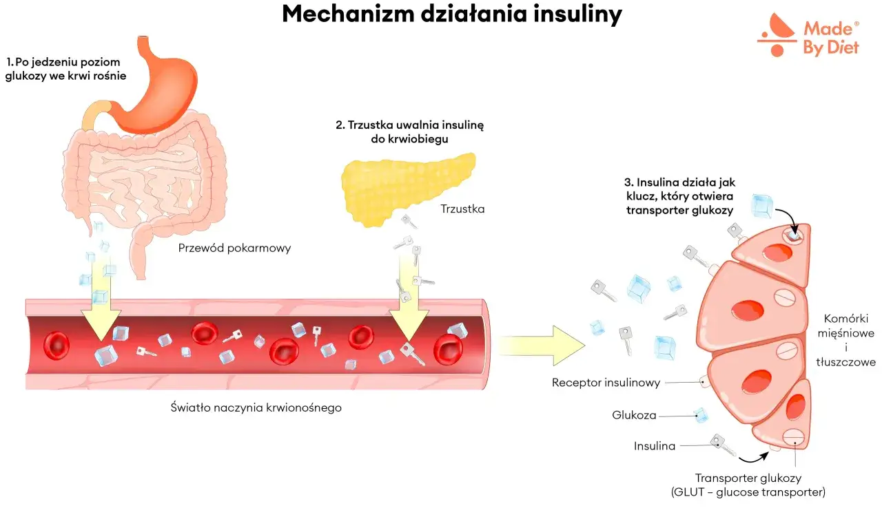 Po posiłku rośnie poziom glukozy. Trzustka uwalnia insulinę, która działa jak klucz, otwierając transporter glukozy. To kluczowe dla prawidłowego metabolizmu, a jego zaburzenia mogą prowadzić do hiperinsulinemii.