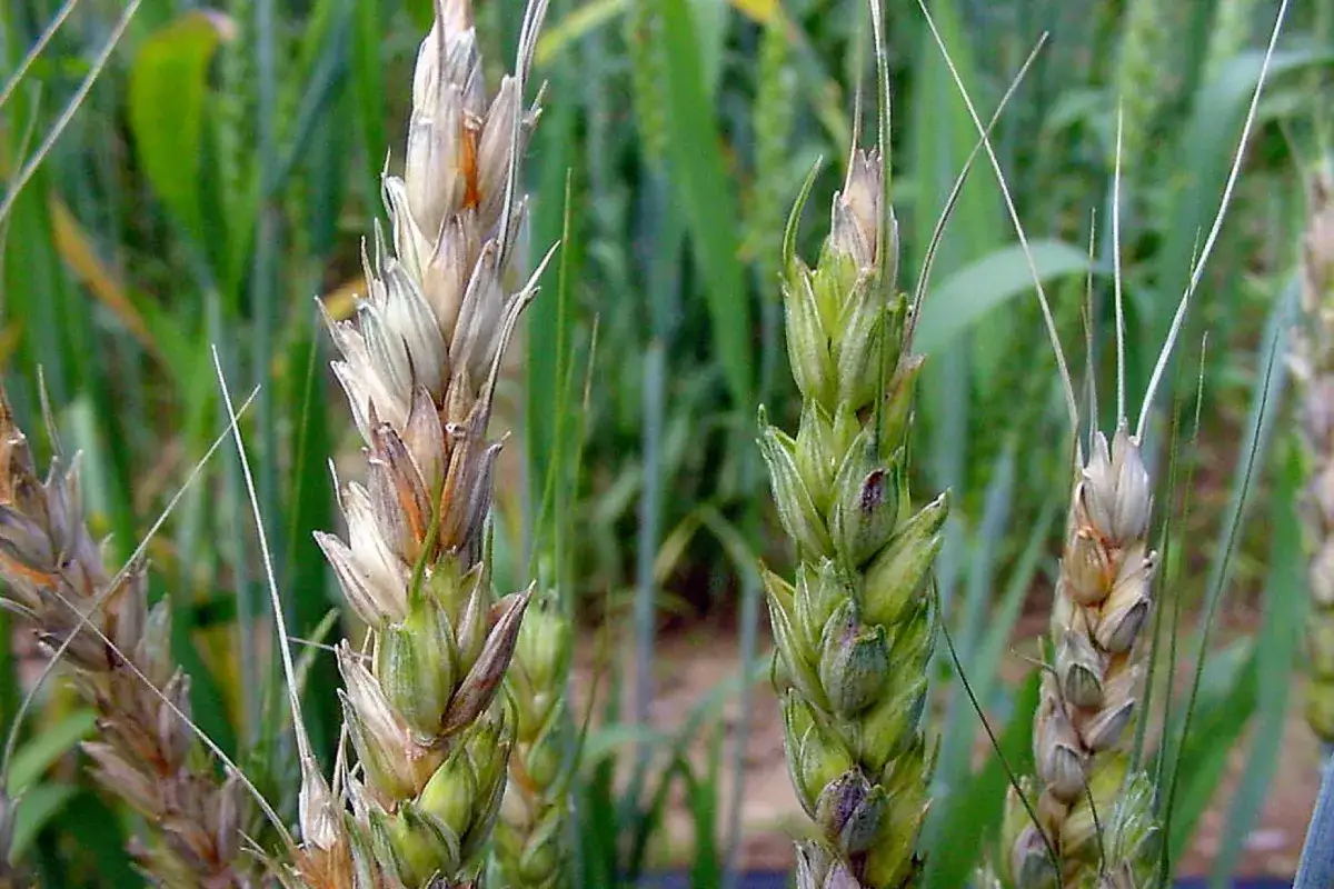 Spighe di grano colpite da fusariosi, con chicchi anneriti e aspetto malato.