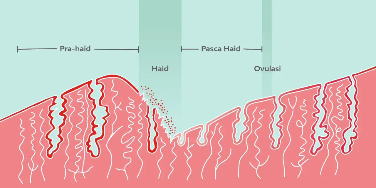 Ilustración del ciclo menstrual, mostrando la preparación del endometrio, el sangrado premenstrual y la ovulación.