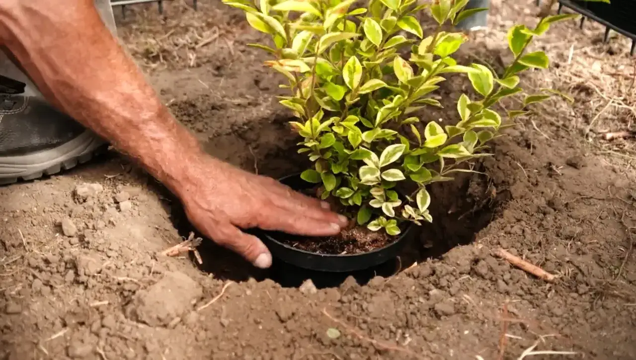 Mann pflanzt eine gr&uuml;ne Pflanze in die Erde. Der richtige Zeitpunkt, wann Hecke pflanzen, ist jetzt!