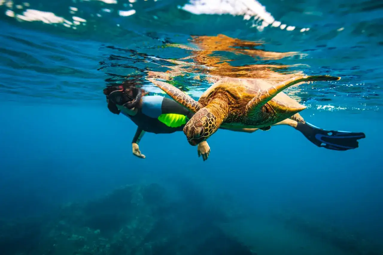 Pływanie z żółwiem morskim na Galapagos. Niezwykłe spotkanie pod wodą z jednym z mieszkańców wysp.
