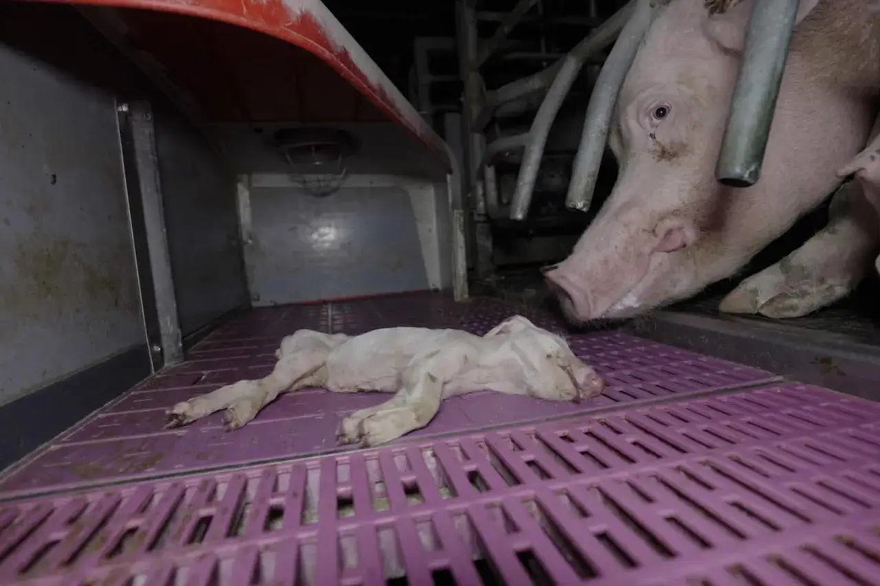 Une cochon femelle observe un porcelet nouveau-né allongé sur une grille violette dans une porcherie.