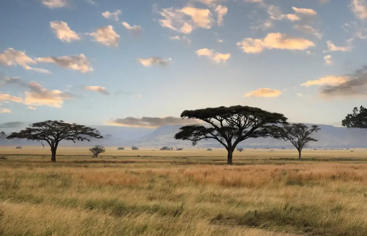 Sawanna Serengeti o wschodzie słońca. Drzewa akacji na tle wzg&oacute;rz i chmur. Idealne miejsce na safari.