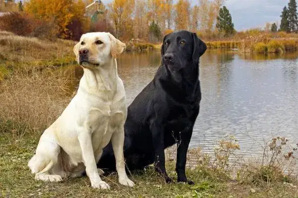 Por&oacute;wnanie szczeniak labrador rasowy a w typie rasy