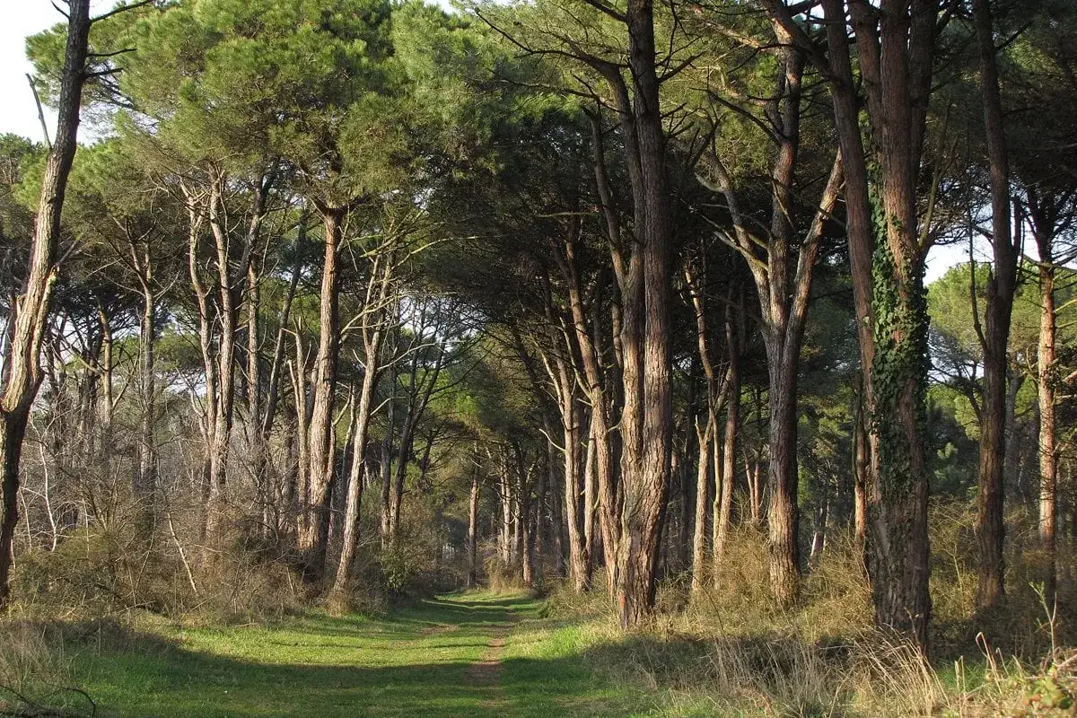 Sentiero erboso tra pini marittimi, ideale per una **ciclabile Ravenna** immersa nella natura.