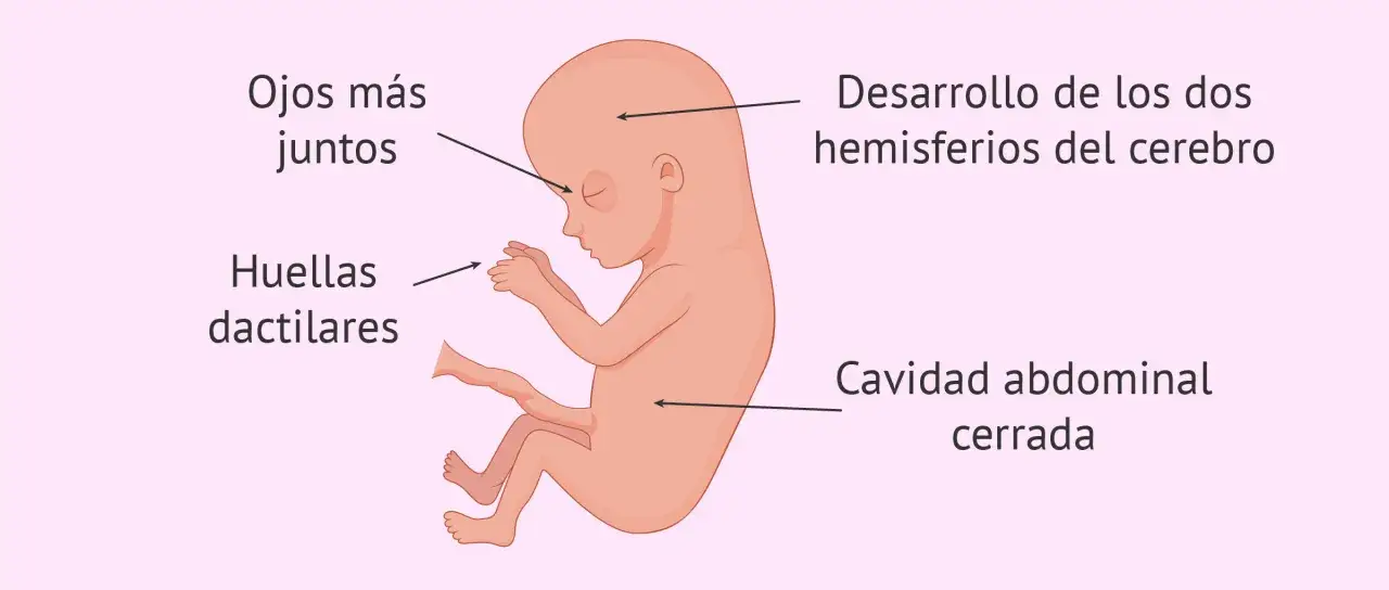 Feto de 13 semanas de embarazo: ojos juntos, huellas dactilares formándose, desarrollo cerebral y cavidad abdominal cerrada.