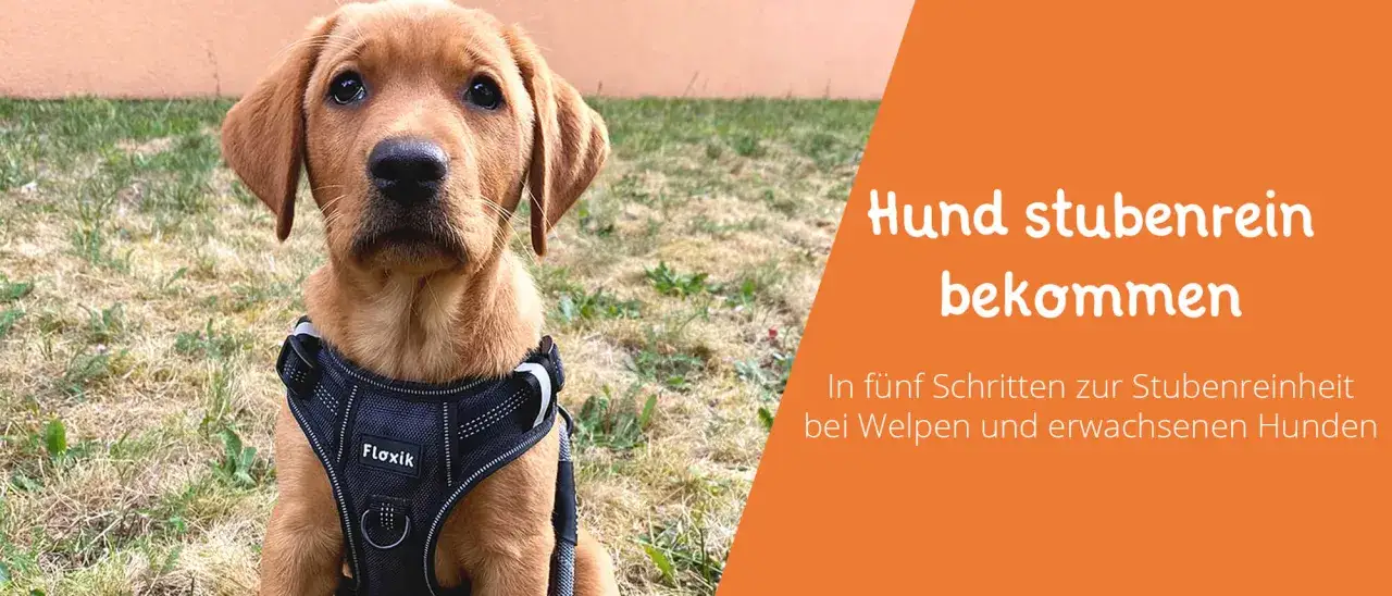 Braver Welpe mit Geschirr, der lernt, stubenrein zu werden. Tipps für Welpen und erwachsene Hunde.