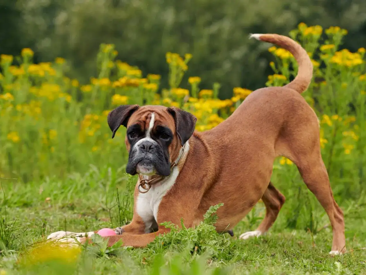 Un adorable boxer chien, en position de jeu, se prépare à attraper sa balle rose au milieu d'un champ de fleurs jaunes.