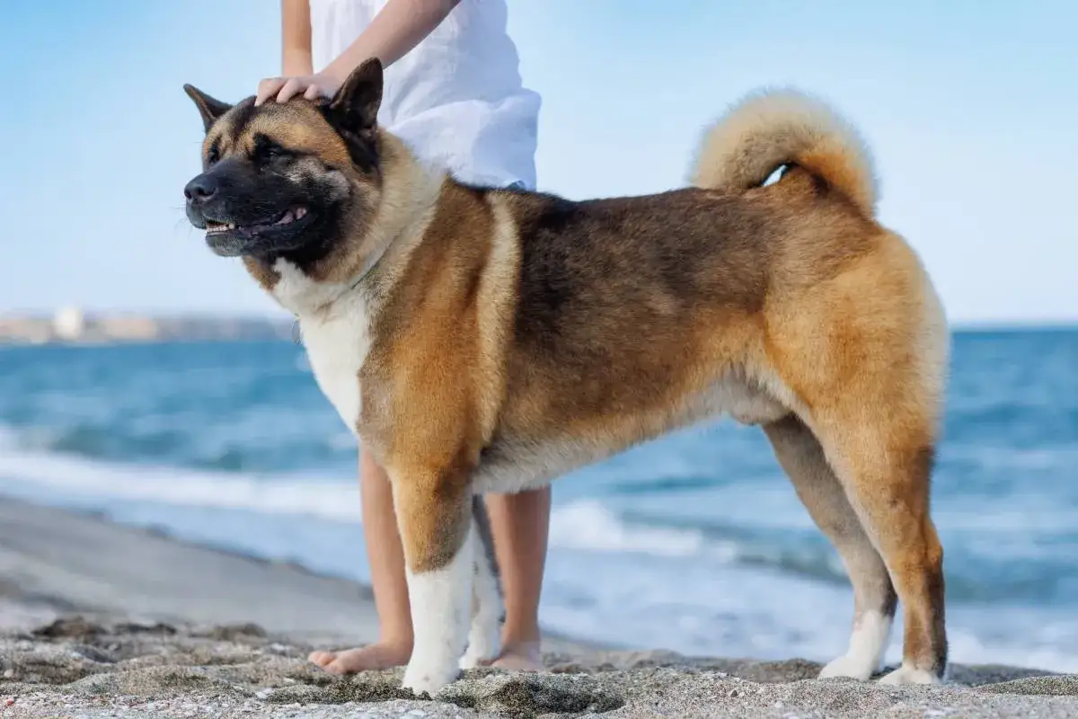 Potężny akita amerykański, którego waga imponuje, stoi na plaży.