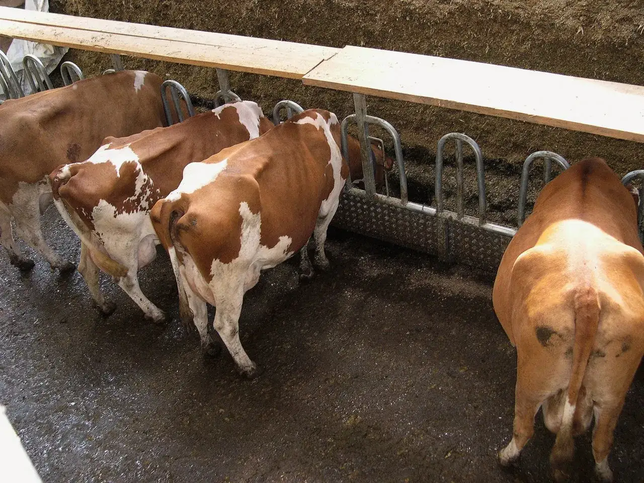 Kühe fressen aus einem Futtertrog. Das Futter liegt im Silo und muss abgedeckt werden, um es frisch zu halten.