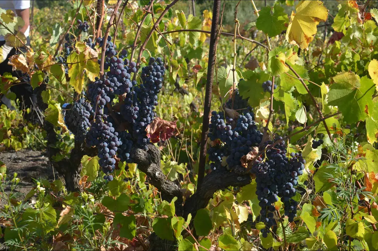 Grappoli maturi di uva scura pendono da viti contorte, pronti per essere trasformati in un delizioso cerasuolo di vittoria.
