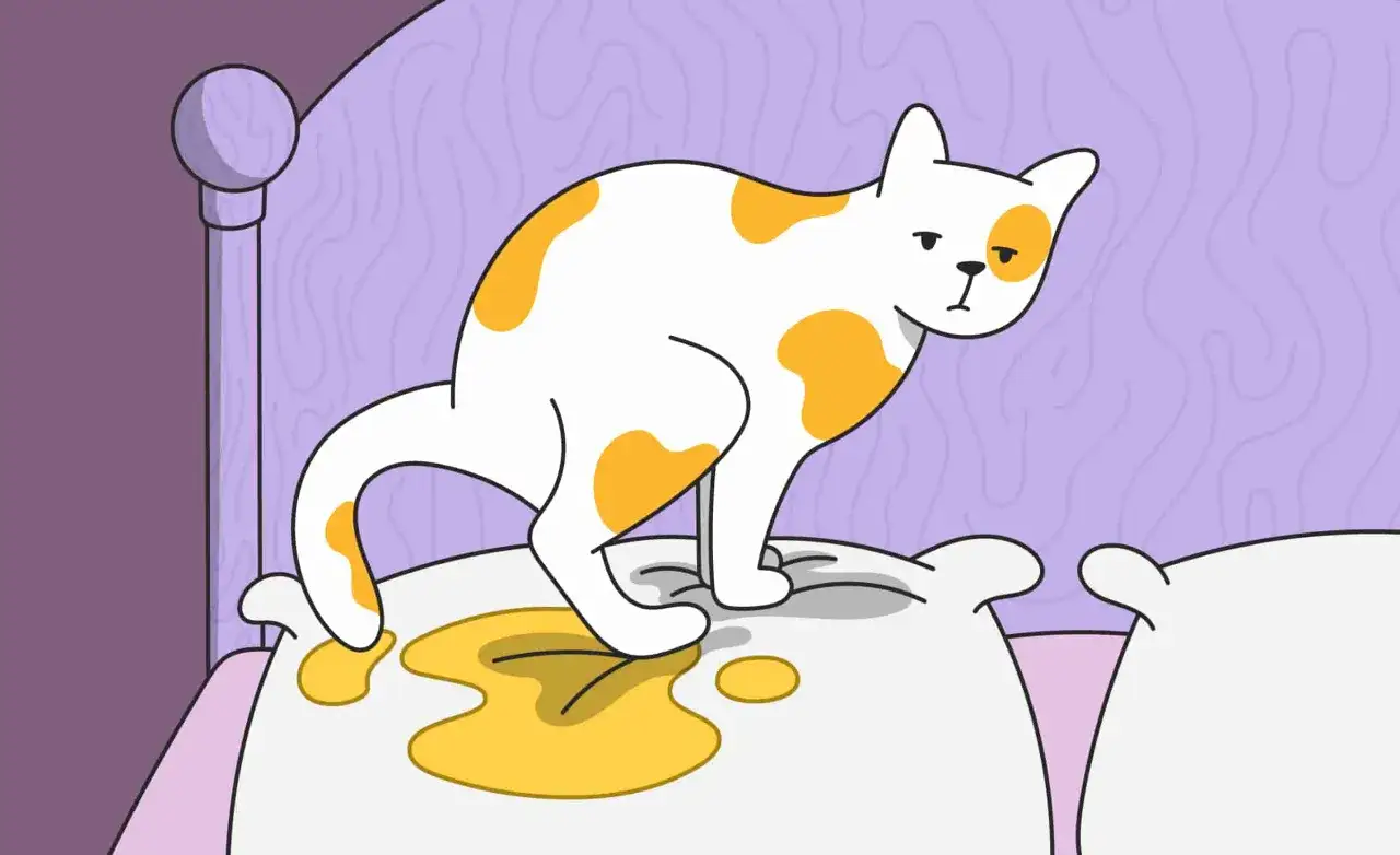 Gato blanco con manchas naranjas sobre almohadas, una de ellas mojada. &iquest;Por qu&eacute; mi gato se mea en mi cama?