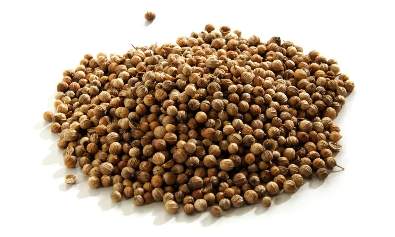 Montón de semillas de coriandro que es una especia aromática.