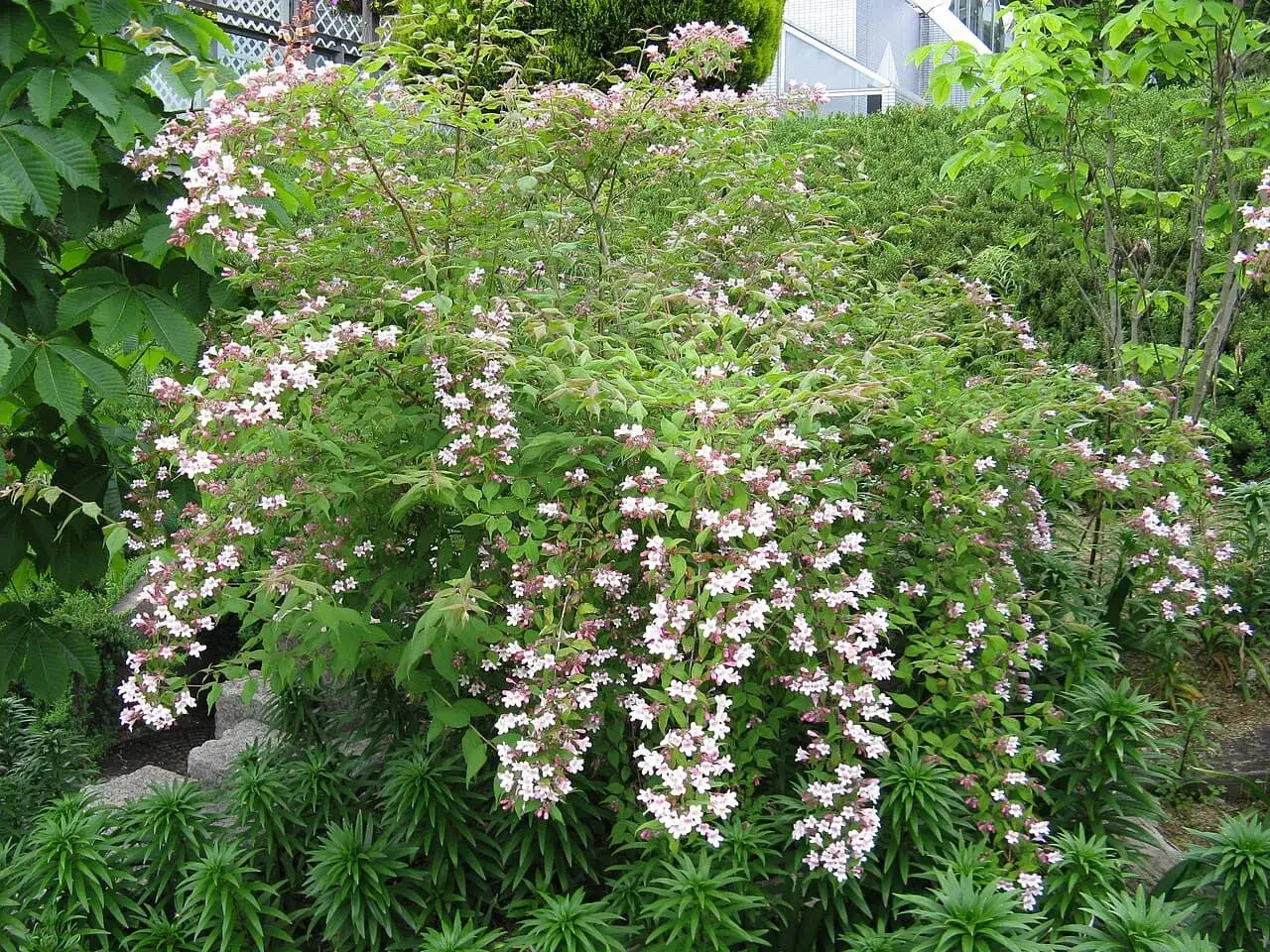 En frodig paradisbuske med rosa blommor som hänger i klasar. Den växer snabbt och skapar en vacker, lummig trädgård.
