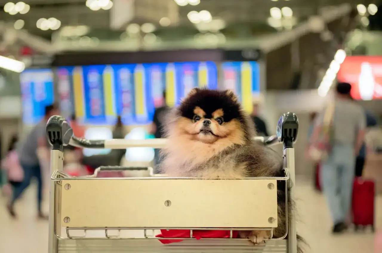 Un adorable chien Pomeranian est prêt pour son voyage en avion, confortablement installé dans un chariot à bagages à l'aéroport.