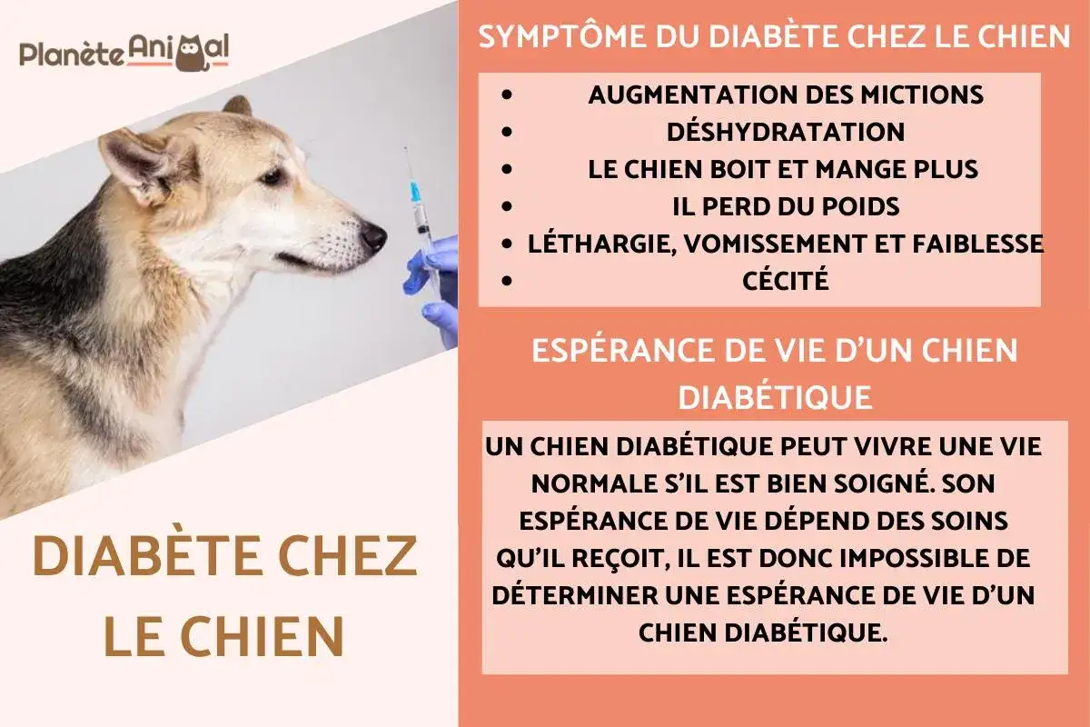Un chien diab&eacute;tique, avec des sympt&ocirc;mes comme l'augmentation des mictions et la perte de poids, peut vivre normalement avec de bons soins.