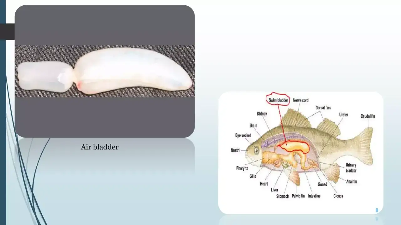 Detailaufnahme einer Fisch-Schwimmblase links, rechts anatomische Zeichnung eines Fisches mit hervorgehobener Schwimmblase.