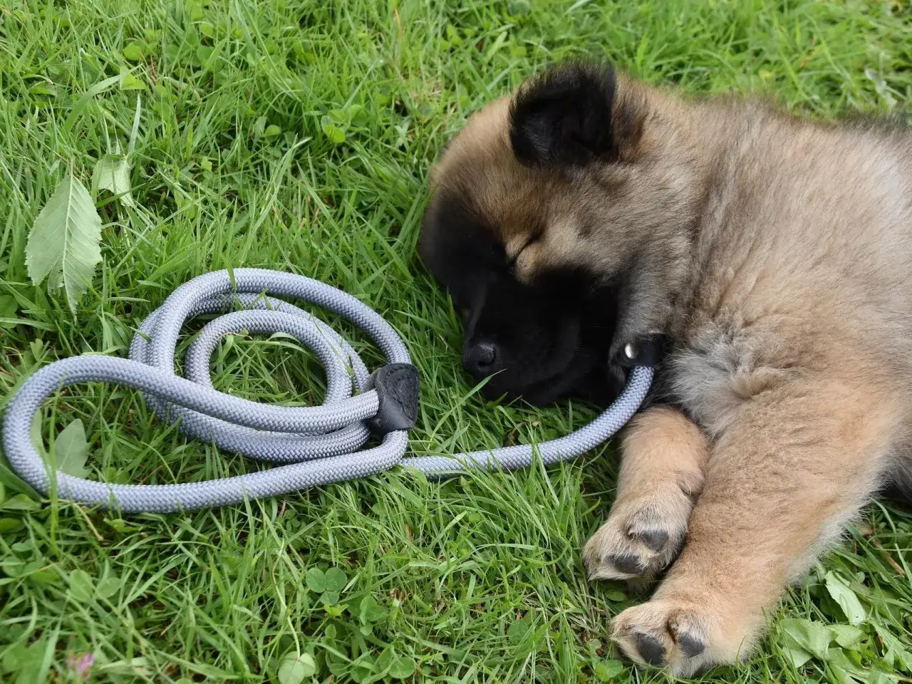 Un tierno cachorro duerme pl&aacute;cidamente sobre la hierba, so&ntilde;ando con cachorros de perro y aventuras.