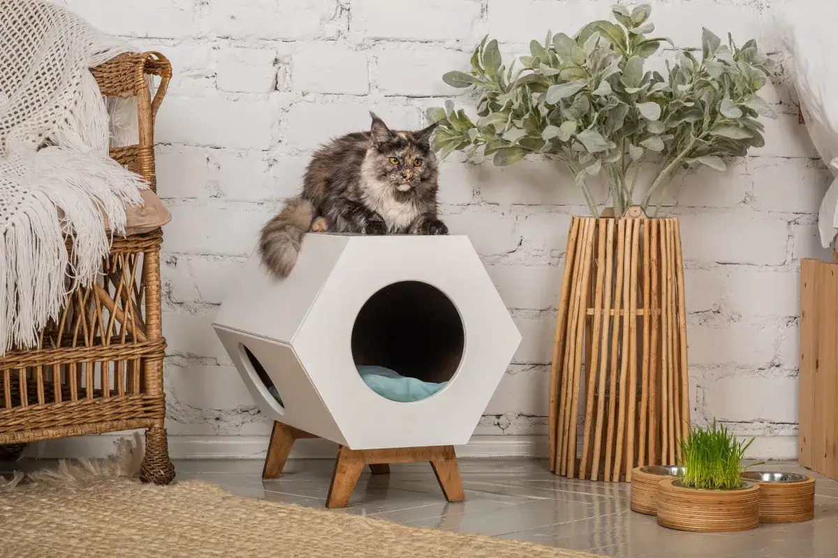 Gato atigrado sobre una casita hexagonal blanca, parte de un enriquecimiento ambiental para gatos. A su lado, una silla de mimbre y una planta.