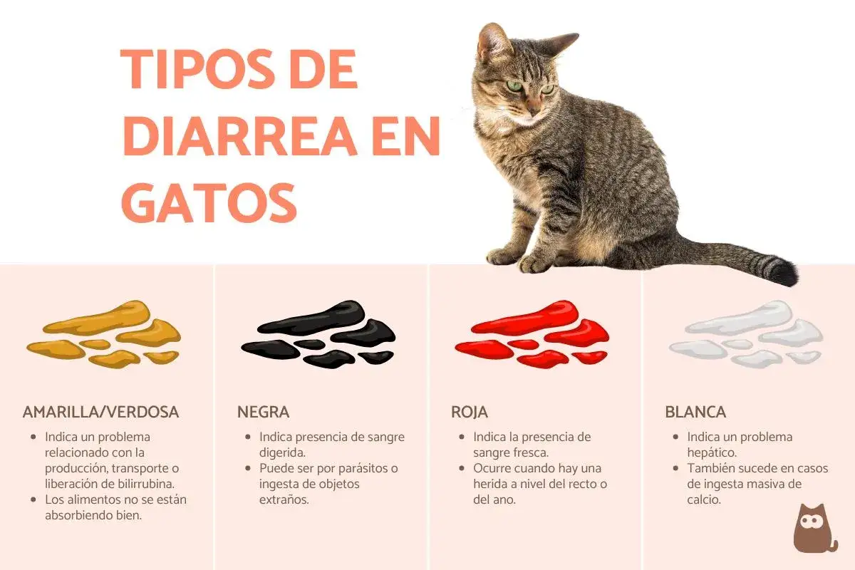Un gato con diarrea puede morir si no se trata. La imagen muestra tipos de diarrea en gatos: amarilla, negra, roja y blanca.