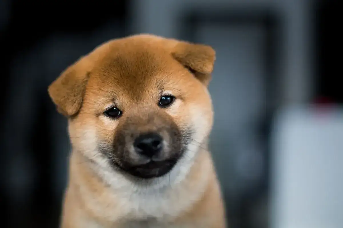 Uroczy szczeniak rasy Shiba Inu, pies wyglądający jak niedźwiedź, z zaciekawieniem spogląda w obiektyw.