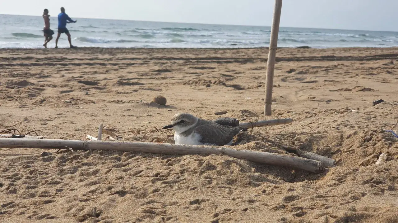 Un chorlitejo patinegro descansa en la arena, cerca de unos palos. Al fondo, dos personas pasean por la orilla del mar.
