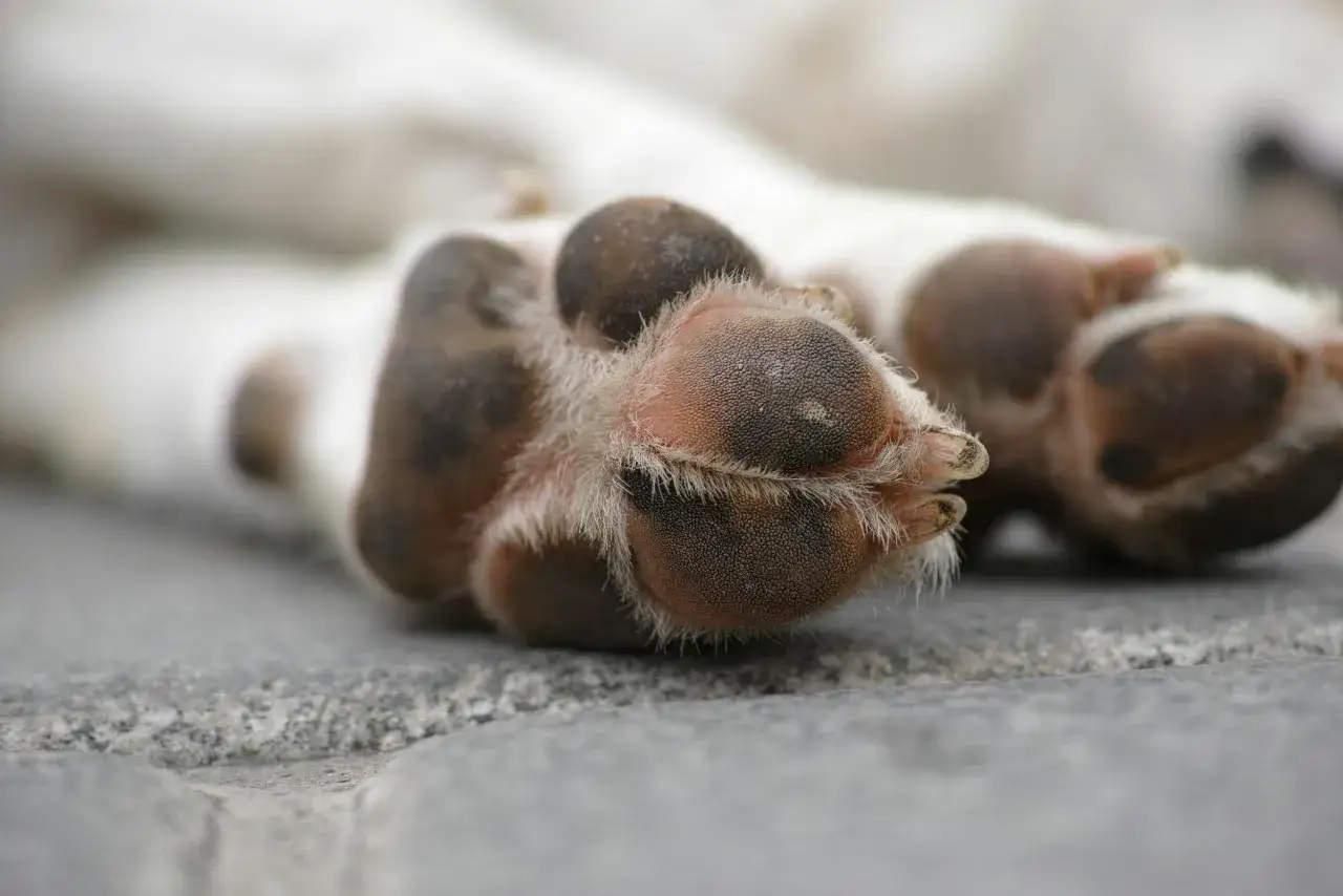 Närbild på en hunds tassar med spruckna trampdynor. Pälsen mellan trampdynorna är lång och vit.