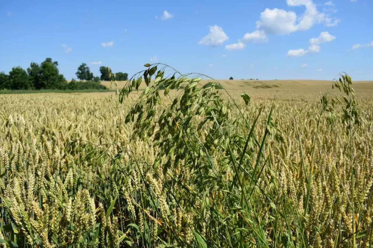 Zielone kłosy dzikiego owsa, czyli devrinol, górują nad polem dojrzałego zboża.