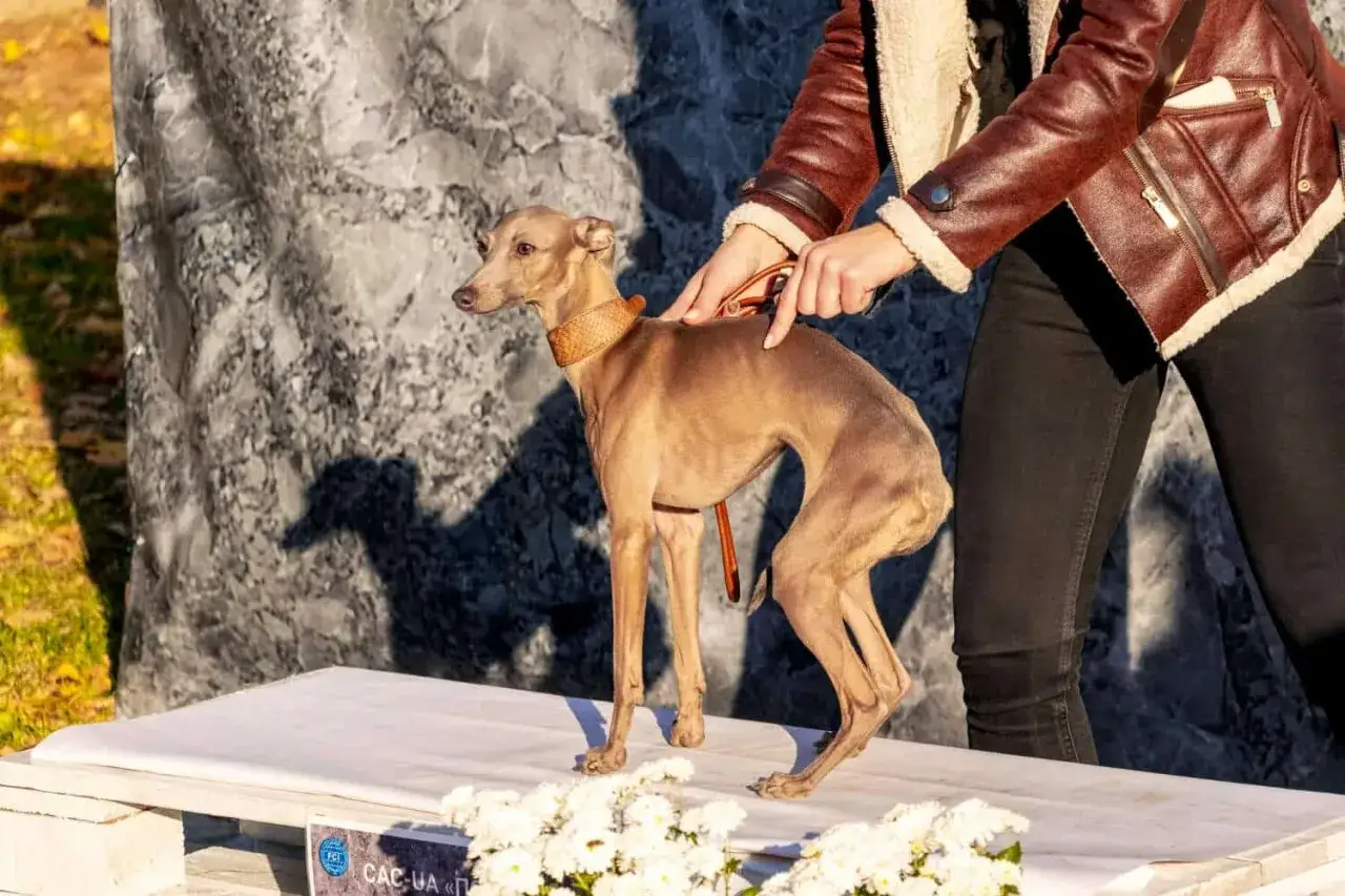 Un galgo italiano, uno de esos perros raros y elegantes, posa con su collar de cuero. Una persona con chaqueta marrón lo acaricia.