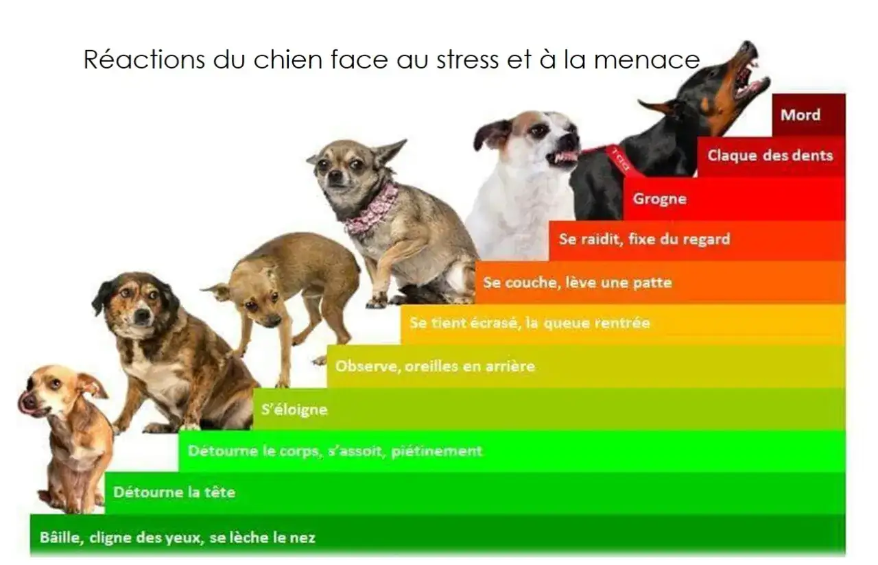 Graphique montrant les réactions du chien face au stress, du bâillement à la morsure. Mon chien devient agressif quand il grogne et claque des dents.