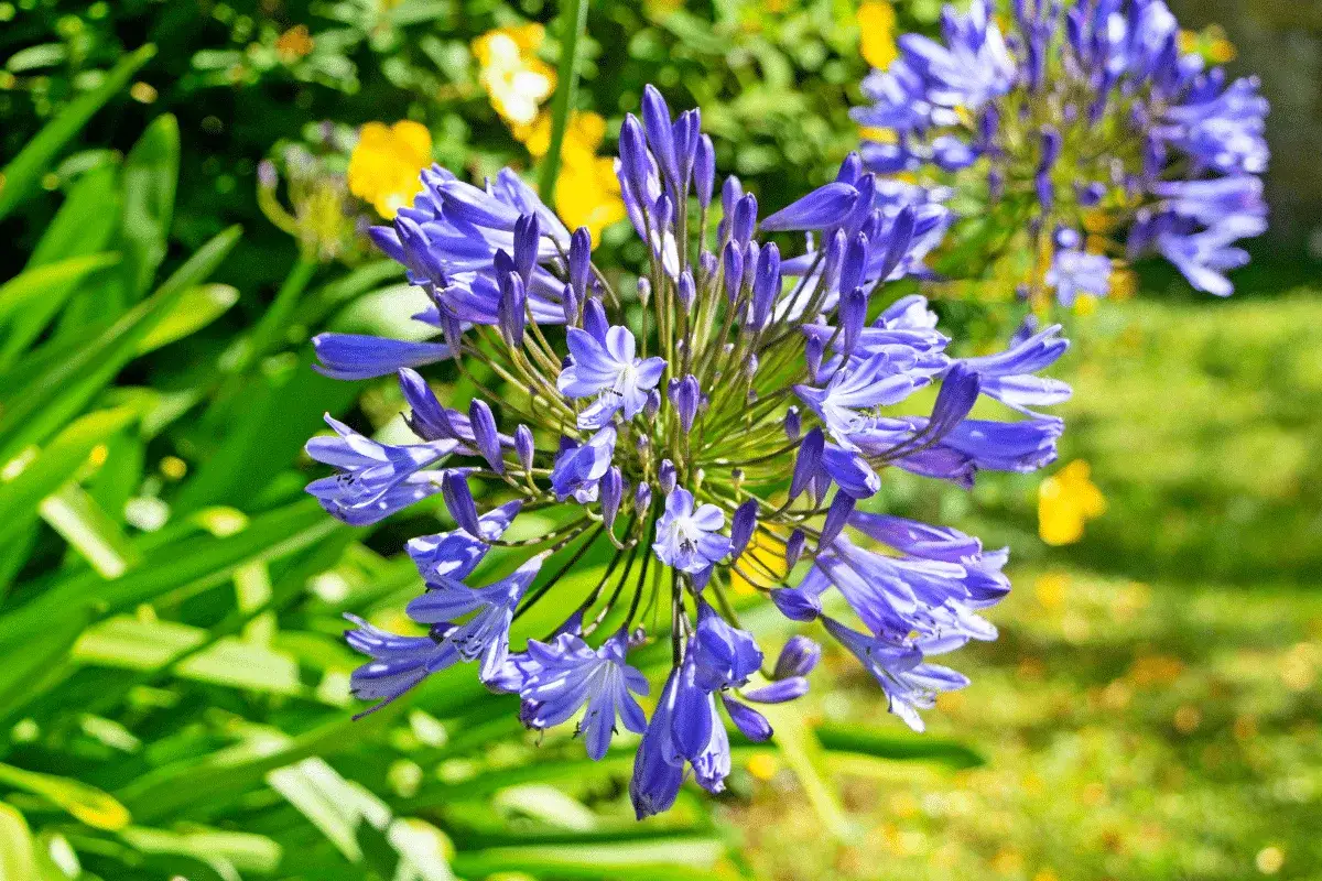 Gros plan sur une agapanthe aux p&eacute;tales bleus vifs, comme un gel de fleurs. Le feuillage vert luxuriant et des touches de jaune en arri&egrave;re-plan cr&eacute;ent un tableau estival.