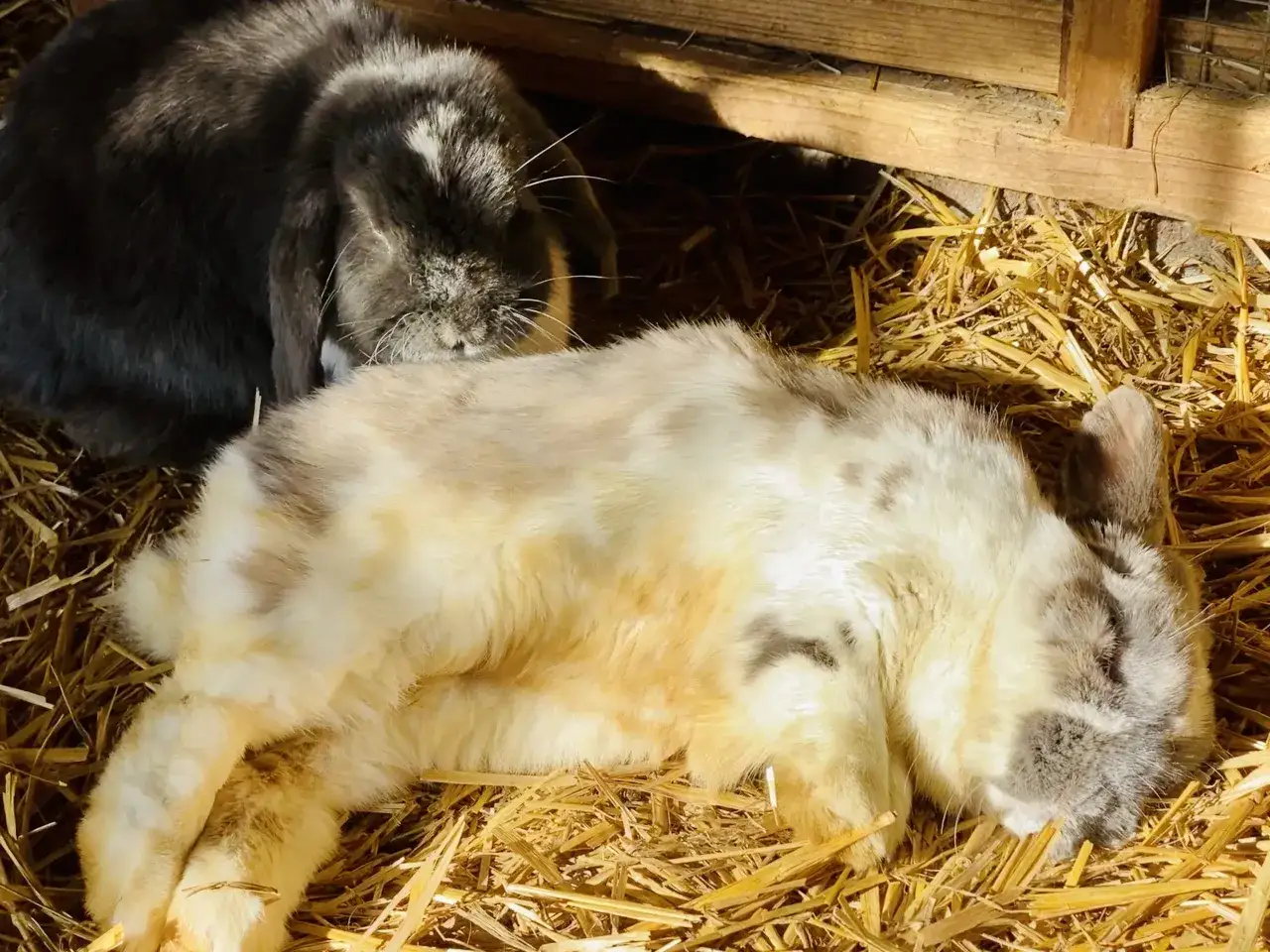 Zwei Kaninchen ruhen im Stroh. Ein helles Kaninchen liegt entspannt auf der Seite, w&auml;hrend ein dunkleres daneben d&ouml;st.